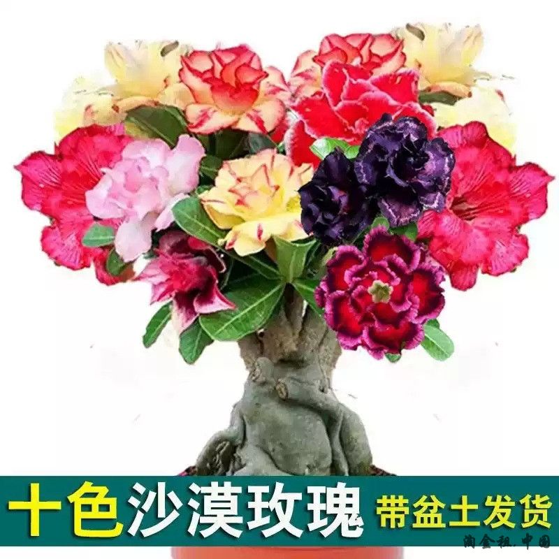 沙漠玫瑰盆栽四季开花