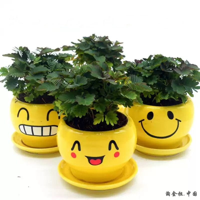 含羞草植物盆栽办公室内阳台绿植