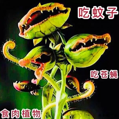 食人花植物捕蝇草超大大嘴猪笼草
