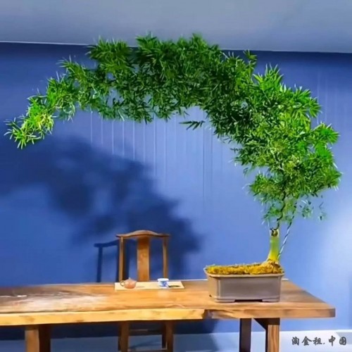 小叶簕竹盆景造型盆栽绿植客厅办公室内桌面好养活的宝塔勒竹