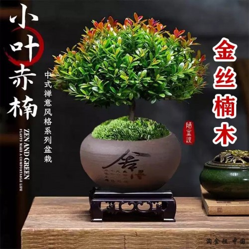 金丝楠木小叶赤楠盆景老桩盆栽苗办公室内花卉桌面小绿植四季好养