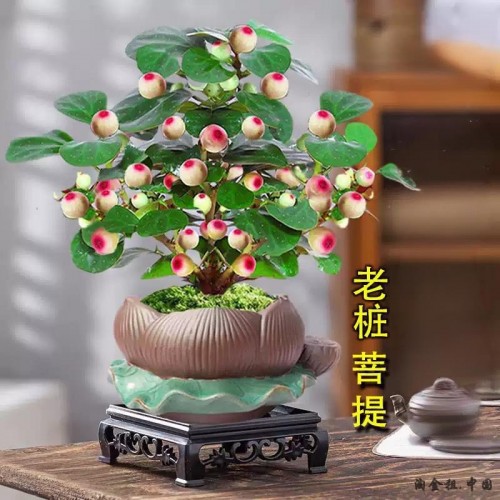 四季带果子小盼菩提树盆景办公室内水培好养禅意花卉小绿植物盆栽