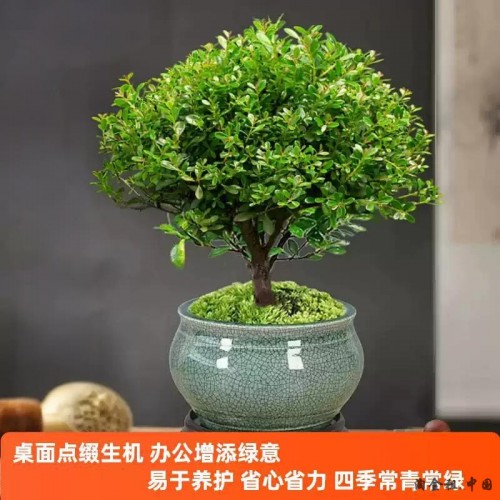 金丝楠木小叶赤楠盆栽室内老桩盆景办公室桌面花卉绿植物易活四季