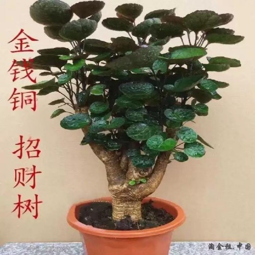 金钱兜盆栽大树老桩圆叶福禄桐盆景植物客厅室内四季常青绿植花卉