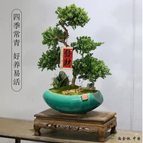 五层塔松盆栽造型盆景植物室内茶室办公室桌面绿植乔迁新居送礼物