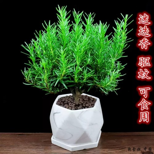 迷迭香盆栽阳台可食用香草驱蚊植物办公室内花卉好养净化空气绿植