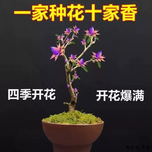 天然檀香苗聚财纳福金莲花苗盆栽花卉南北方四季种植耐寒驱蚊防虫