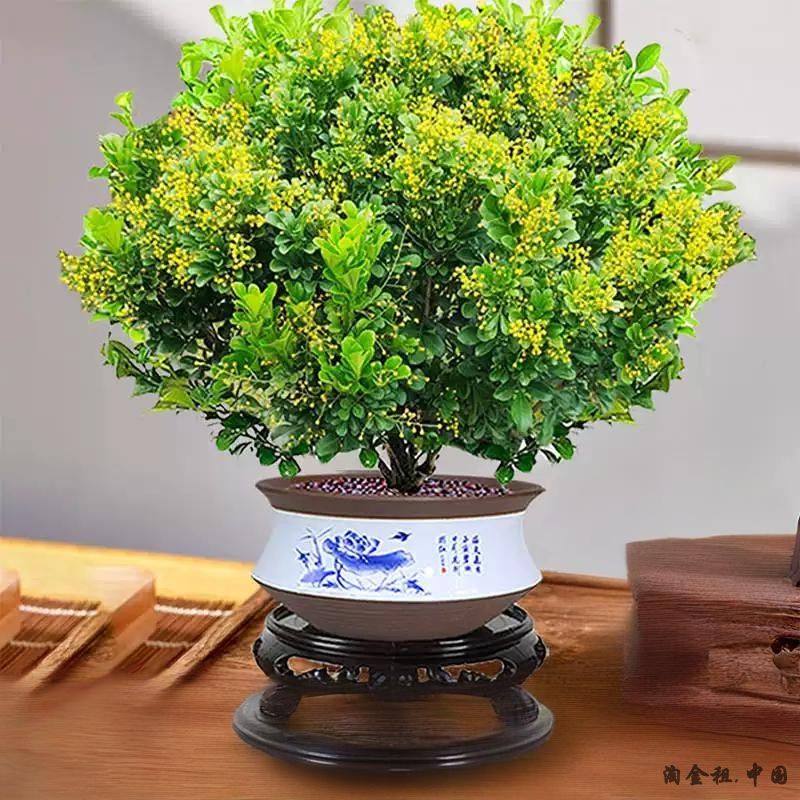 香水米兰花盆栽花卉绿植室内老桩带花苞四季开花好养阳台植物树苗