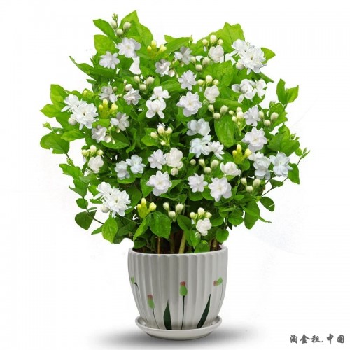 茉莉花苗盆栽带花苞九里香老桩驱蚊花卉植物室内浓香四季开花好养