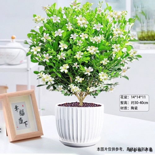 带花苞九里香盆栽绿植老桩树苗办公室内桌面好养四季开花懒人盆景