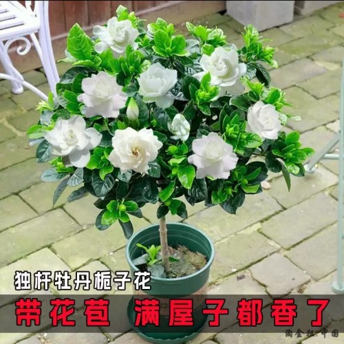 栀子花盆栽花卉植物室内四季开花带花苞阳台绿植浓香型大树苗好养