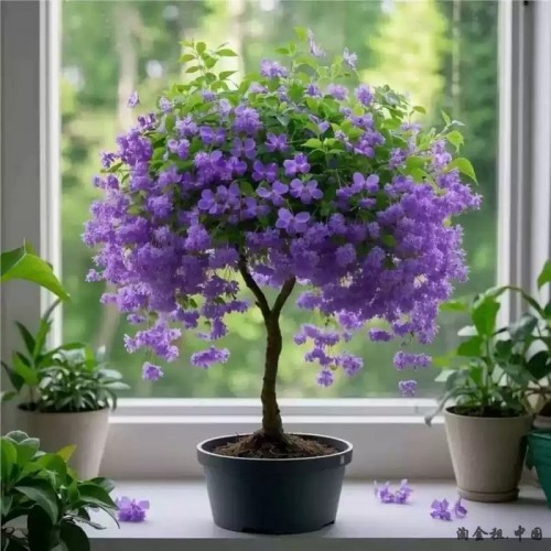驱蚊虫金丝吊蝴蝶浓香型花苗四季开花卉南北方阳台盆栽植物好养