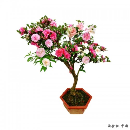 鹃之舞日本皋月杜鹃花盆栽四季开花稀有阳台名贵品种花卉庭院好养