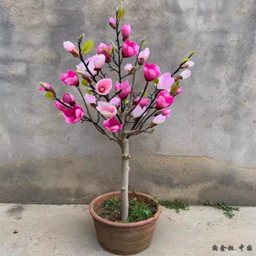 玉兰花树苗带花苞红白紫广玉兰室外矮化庭院四季花卉盆栽绿化大树
