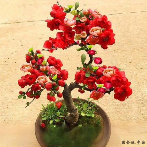 海棠花盆栽树苗老桩四季开花卉植物室内花庭院阳台名贵绿植好养活